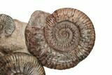 Three Ammonite (Hammatoceras) Fossils - Belmont, France #191716-1